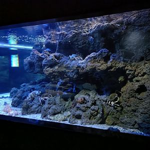 Cantabrian sea exhibit - Bioparc Acuario de Gijón