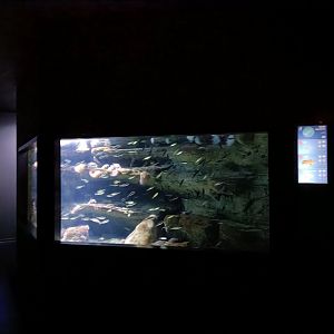 Cantabrian sea exhibit - Bioparc Acuario de Gijón