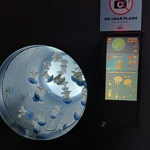 Phyllorhiza punctata exhibit - Bioparc Acuario de Gijón