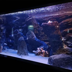 Atlantic ocean exhibit - Bioparc Acuario de Gijón