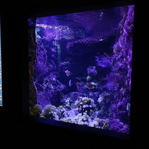 Atlantic ocean exhibit - Bioparc Acuario de Gijón