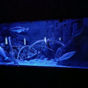 Pollachius pollachius exhibit - Bioparc Acuario de Gijón