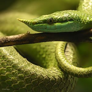 Rhinoceros ratsnake : Cotswold WP : 20 Jun 2025