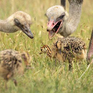 Common ostrich : Cotswold WP : 20 Jun 2025
