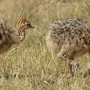Common ostrich : Cotswold WP : 04 Jul 2025