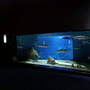 Atlantic salmon and Undulate ray exhibit - Bioparc Acuario de Gijón