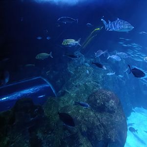 Oceanarium exhibit - Bioparc Acuario de Gijón