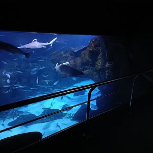 Oceanarium exhibit - Bioparc Acuario de Gijón