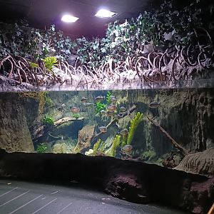 Red-bellied piranha exhibit - Bioparc Acuario de Gijón