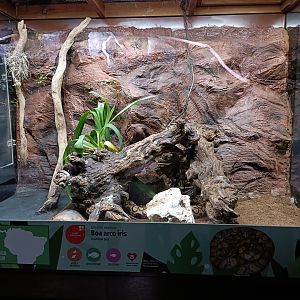 Rainbow boa exhibit - Bioparc Acuario de Gijón