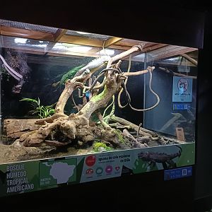 Utila spiny-tailed iguana exhibit - Bioparc Acuario de Gijón