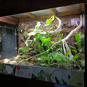 Green anole exhibit - Bioparc Acuario de Gijón