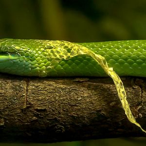 Rhinoceros ratsnake : Cotswold WP : 04 Jul 2025