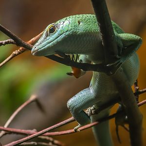 Emerald tree skink : Cotswold WP : 04 Jul 2025