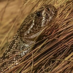 Eastern diamondback rattlesnake : Cotswold WP : 04 Jul 2025