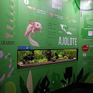 Axolotl exhibit - Bioparc Acuario de Gijón