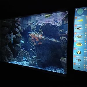 Indo-Pacific exhibit - Bioparc Acuario de Gijón