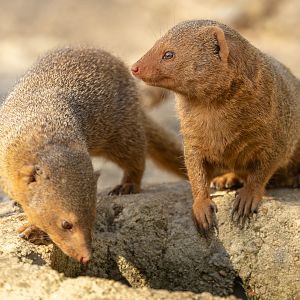 Dwarf mongoose : Cotswold WP : 04 Jul 2025