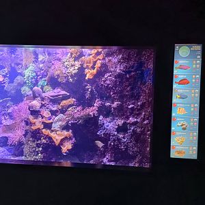 Indo-Pacific exhibit - Bioparc Acuario de Gijón