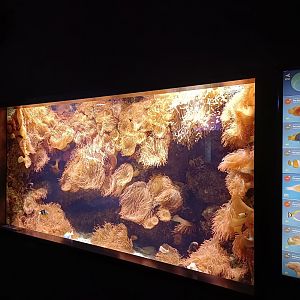 Indo-Pacific exhibit - Bioparc Acuario de Gijón