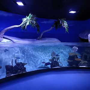 Zebra shark exhibit - Bioparc Acuario de Gijón