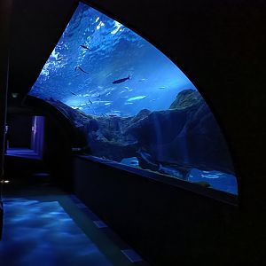 Oceanarium exhibit - Bioparc Acuario de Gijón