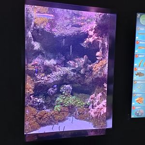 Indo-Pacific exhibit - Bioparc Acuario de Gijón