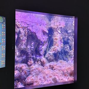 Indo-Pacific exhibit - Bioparc Acuario de Gijón