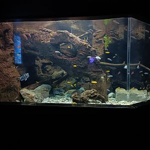 Cichlids exhibit - Bioparc Acuario de Gijón