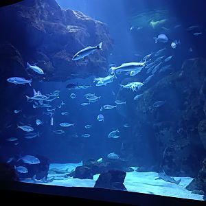 Oceanarium exhibit - Bioparc Acuario de Gijón