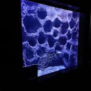 Empty exhibit - Bioparc Acuario de Gijón