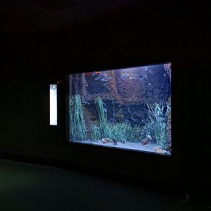 Atlantic ocean exhibit - Bioparc Acuario de Gijón