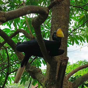 Wrinkled Hornbill - "Nila"