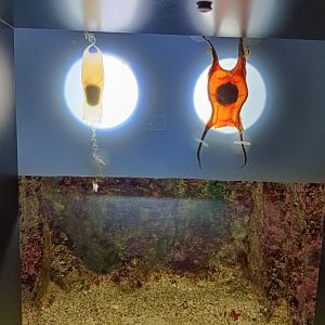 Sharks egg exhibit - Bioparc Acuario de Gijón