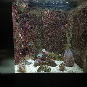 Inachus sp. exhibit - Bioparc Acuario de Gijón