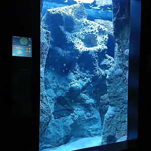 Monodactylus argenteus exhibit - Bioparc Acuario de Gijón