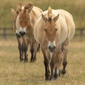 Przewalski's horse : Whipsnade : 13 Jul 2025