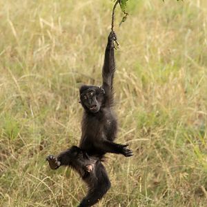 Sulawesi crested macaque : Whipsnade : 13 Jul 2025