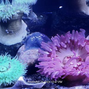 Can someone please help identity these anemones?