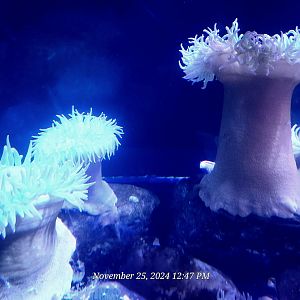 Can someone please help identity these anemones?