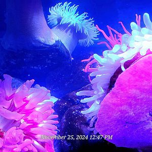 Can someone please help identity these anemones?