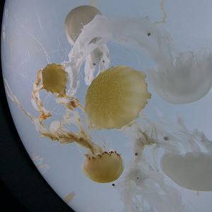 Indonesian Sea Nettle (Chrysaora chinensis)