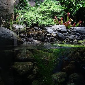 Aquarium: Tank for redbelly dace and rainbow shiner