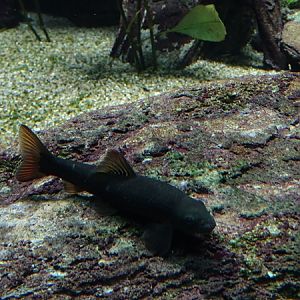 Cardamon garra (Garra hughi) ??