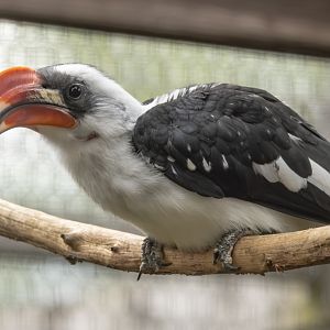 Von der Decken's hornbill : Hamerton : 27 Jul 2025