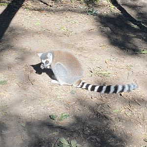 Ring tailed lemur