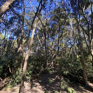 General view of forest