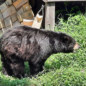 American Black Bear