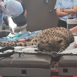 Cheetah Procedure