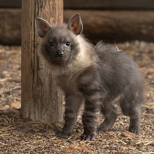 Brown hyena : Hamerton : 27 Jul 2025